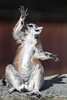 Lemur in a funny and cute position