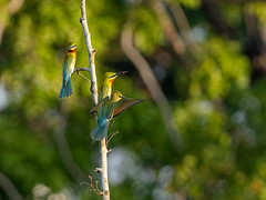 Morning Chat (Blue-tailed bee-eater | Blauschwanzspint | Guêpier à queue d'azur)