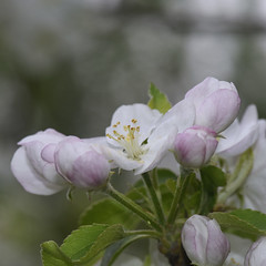 fiore di melo in giardino