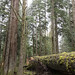 Twin Peaks Location | Steven and Gersten's Tree