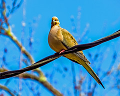 Mourning Dove_1403