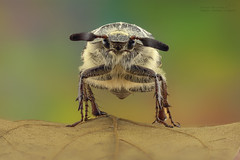 Ecarabajo de San Juán ( mellontha melolontha )