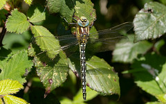 Hairy dragonfly m