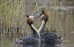 Great Crested Grebe Courtship