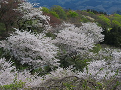 Cherry blossom and fresh green