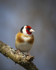 Steglits - Goldfinch