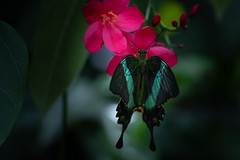 Papillon vert