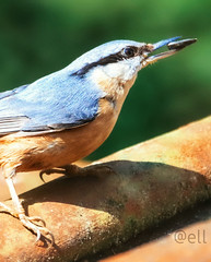 Lumchtime. For the nuthatch...