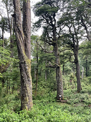 Bosque Huelemolle