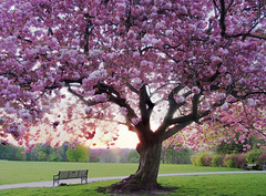 Cheery Blossom at Woodthorpe Grange Park