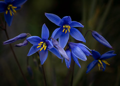 Nodding Blue Lily- Stypandra glauca