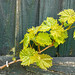 2024 (365 challenge No. 2) - Week 16 (leaves) - Day 2 - young grape vine leaves