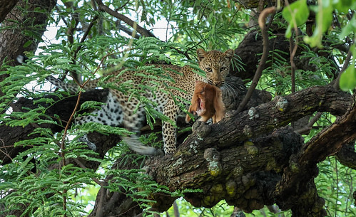 Leopard moving about in tree with baby Impala kill