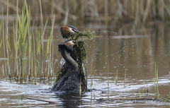 Great Crested Grebe Courtship