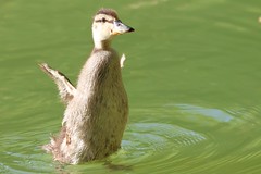 Caneton colvert - Anas platyrhynchos - Mallard duckling