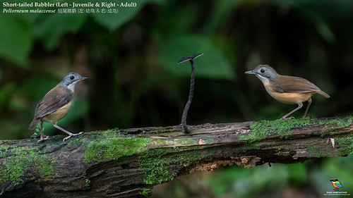 [ Left - Juvenile & Right - Adult ] Short-tailed Babbler (Pellorneum malaccense) Z? ( - c? & E -