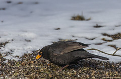 Mustarastas (Turdus merula) - Common blackbird by Jyrki Huusko on flickr