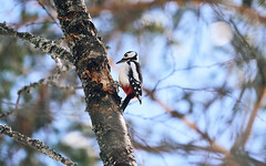 Woodpecker doing it's thing