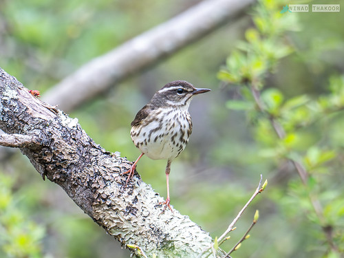 Louisiana Waterthrush (Lifer) • <a style="font-size:0.8em;" href="http://www.flickr.com/photos/59465790@N04/53669587461/" target="_blank">View on Flickr</a>