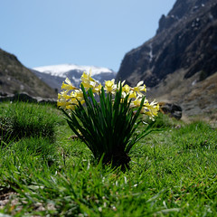 Un bouquet des Pyrénées