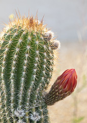 cactus with red flower bud