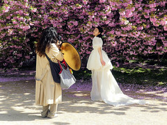 Cerisier rose et mariée