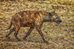 Tanzania - Hyena
