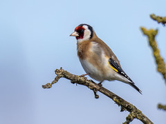 Putter-Goldfinch (Carduelis carduelis)