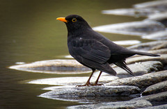 Blackbird by hedera.baltica on flickr