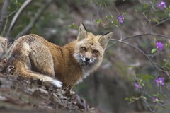 Renard roux _ Red fox