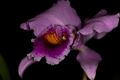 Orchideenmesse