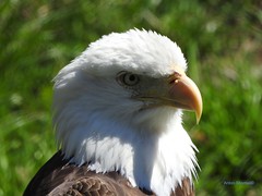 The Almighty Bald Eagle