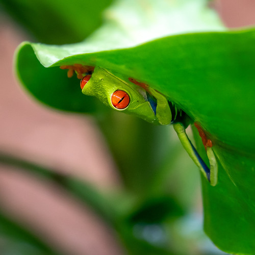 New species #73: The Red-eyed tree frog (RETF)