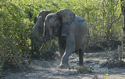 Young bull elephant playing in the mud