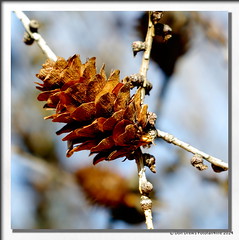 Larch seed cone