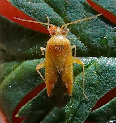 Plant Bug, Parthenicus covilleae, DeAnza Trail, Tubac