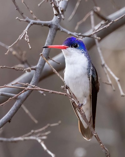 _M9A7937-Violet-crowned Hummingbird-Paton House-Patagonia AZ 013024 PS DN-best