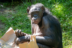Bonobo images