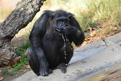 Chimp chimpanzee, chimp chimp cher-ee
