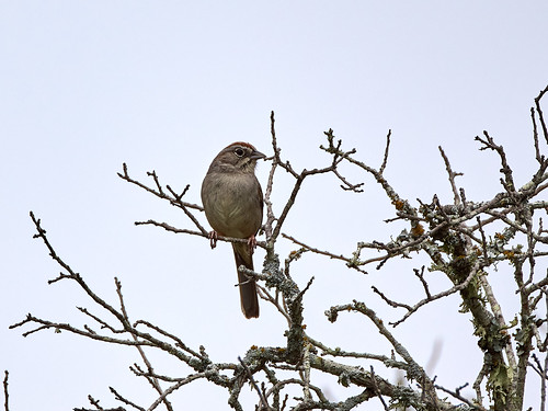 Rufous-crowned Sparrow 3