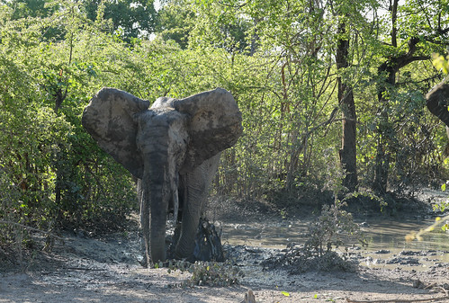 Young bull elephant playing in the mud
