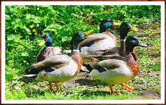 Dabbling ducks Mallard Anas platyrhynchos