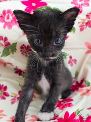 Rescue kitten - male