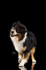 Aussie dog in studio contact info@hondermooi.be for licensing info