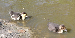 Muscovy duck chicks