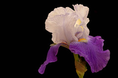 The enduring beauty of irises