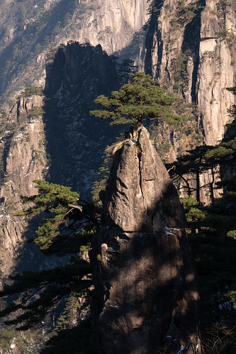 The Little Pine - Mt Huangshan