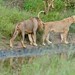 Lions (Panthera leo) pair ...