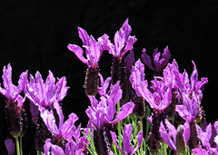 Lavender flowers in the backyard of our San Francisco home black background 20240422-142510