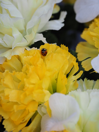 Another Ladybird In A Fake Flower